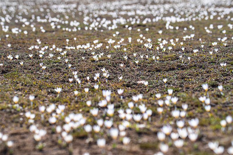 Les lys sauvages fleurissent dans la neige et la glace au Xinjiang
