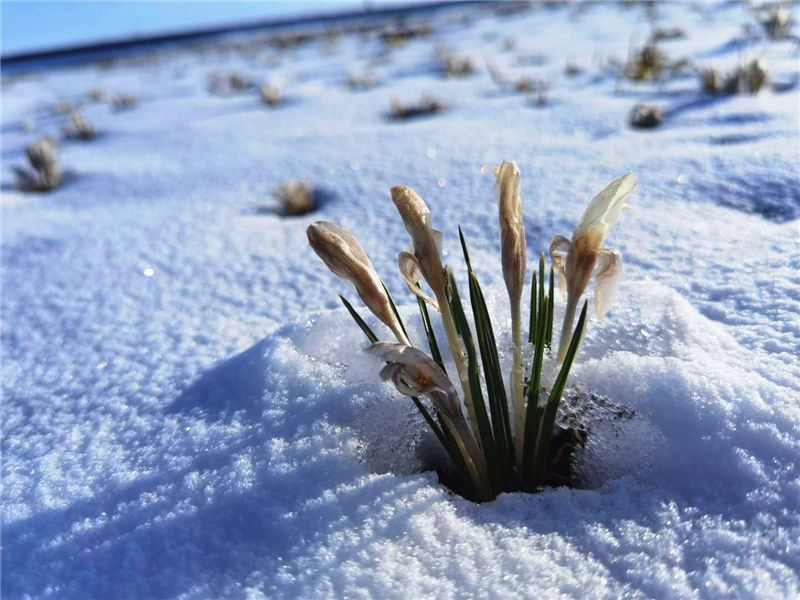 Les lys sauvages fleurissent dans la neige et la glace au Xinjiang