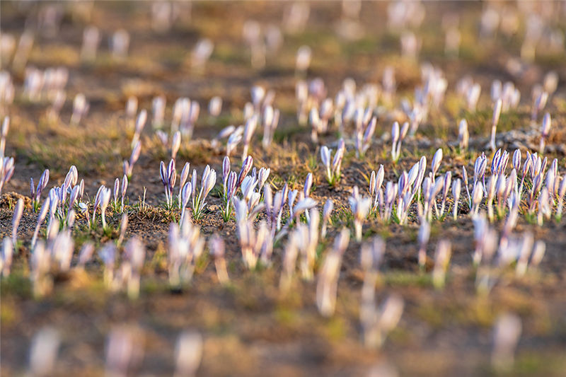 Les lys sauvages fleurissent dans la neige et la glace au Xinjiang