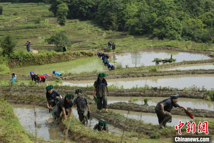 Yunnan : les rizières en terrasse des Hani de Yuanyang « ouvrent la porte de la plantation du riz » pour prier pour une bonne récolte