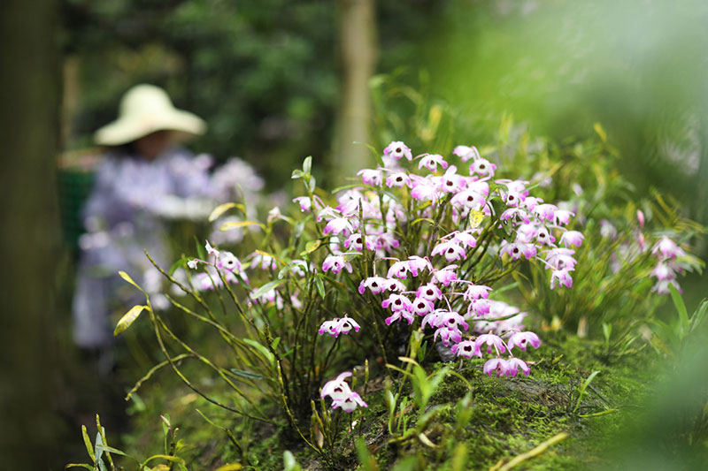 L'économie des fleurs fleurit dans le Guizhou