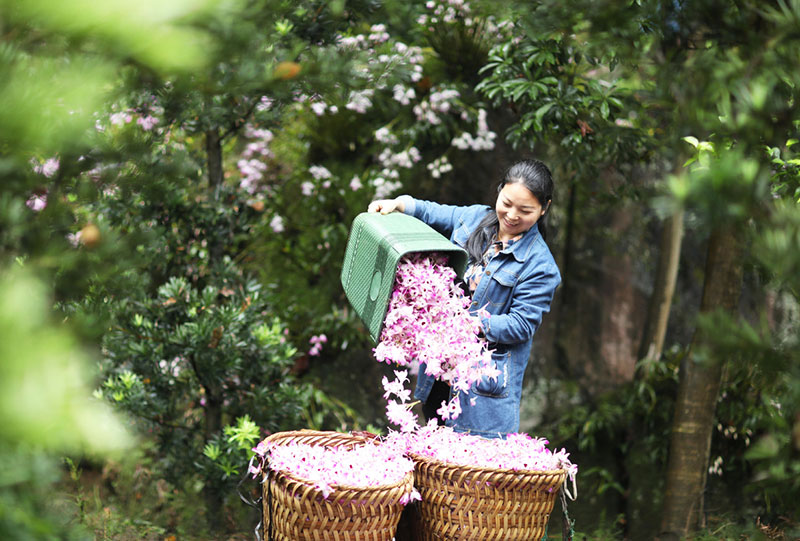 L'économie des fleurs fleurit dans le Guizhou