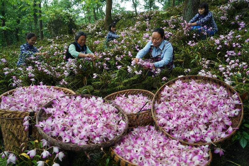 L'économie des fleurs fleurit dans le Guizhou