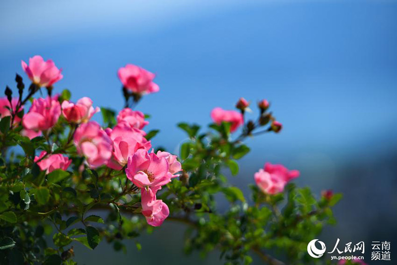 Au bord du lac Yangzong, dans la province du Yunnan, des roses fleurissent pour enivrer les gens