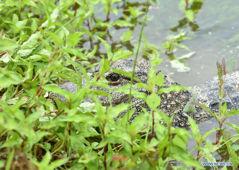Des alligators du Yangtsé élevés artificiellement relâchés dans l'Anhui