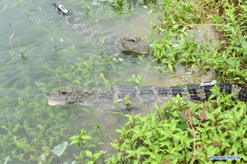 Des alligators du Yangtsé élevés artificiellement relâchés dans l'Anhui
