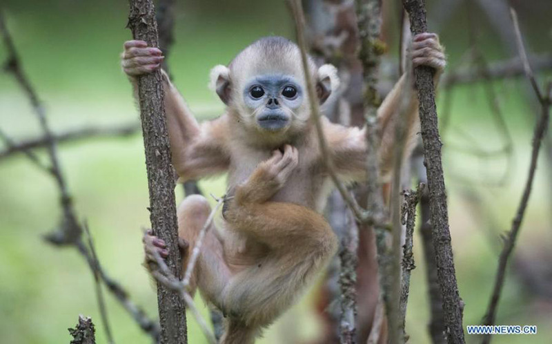 Les singes dorés du Parc national de Shennongjia
