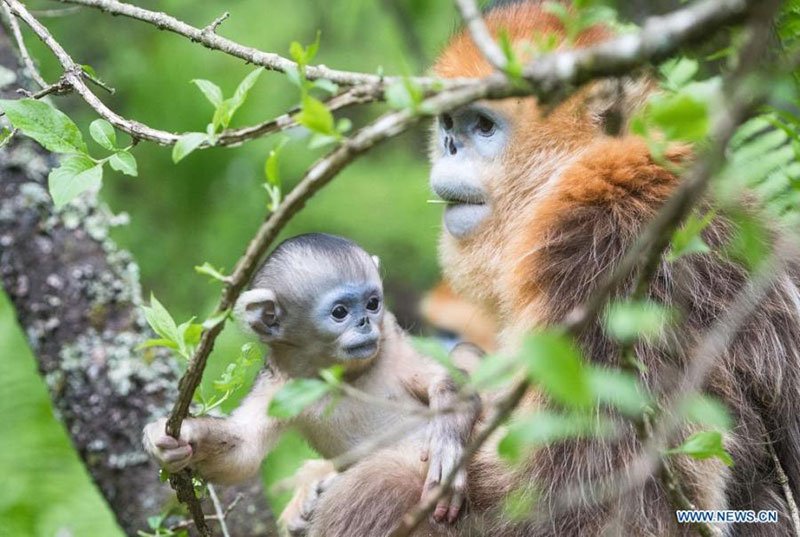 Les singes dorés du Parc national de Shennongjia