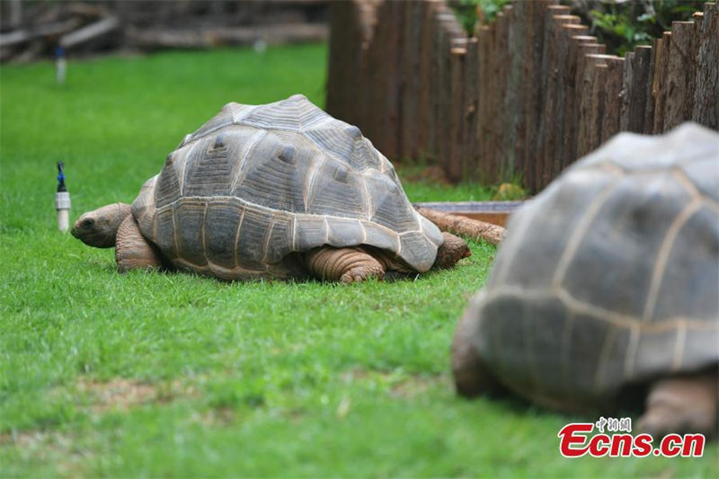 Deux tortues géantes d'Aldabra présentées pour la première fois à Kunming