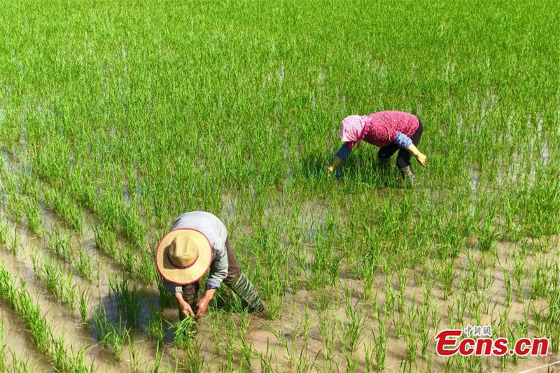 Les peintures des rizières montrent la beauté du Ningxia