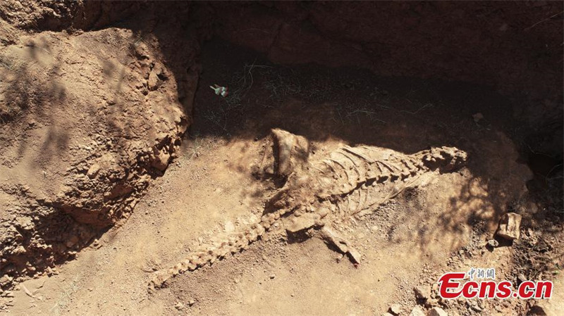 Un fossile de dinosaure presque intact découvert dans le Yunnan
