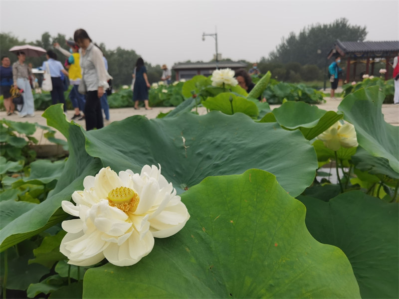 Ouverture du Festival du lotus à l'ancien Palais d'été de Beijing