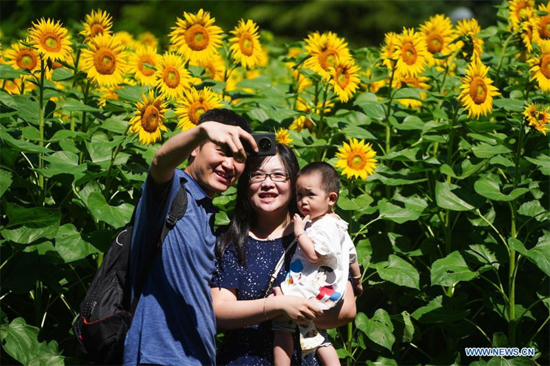 Chine : des tournesols dans un parc à Beijing