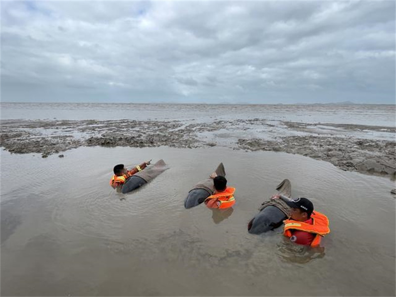 Neuf dauphins d'Électre sauvés après s'être échoués sur un haut-fond dans le Zhejiang