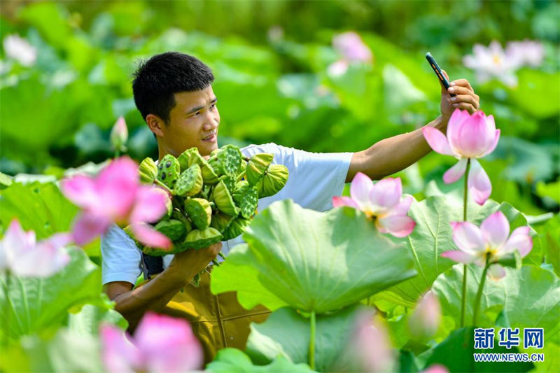 La saison de récolte des lotus d'été bat son plein dans le Hunan