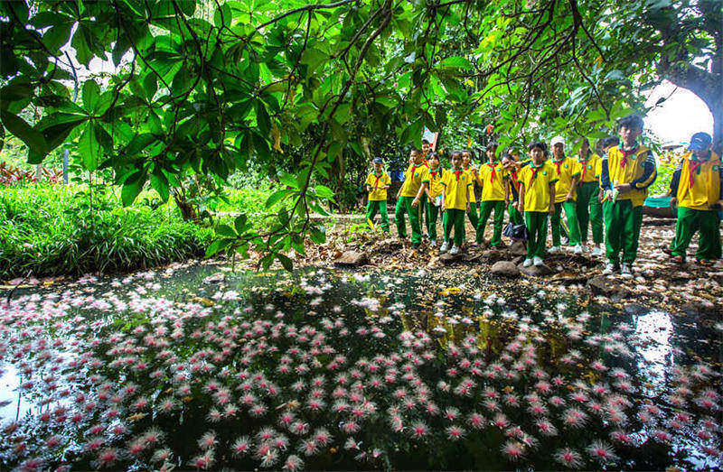 Hainan : les fleurs de barringtonia sont en pleine floraison et parfumées dans le vieux village de Qili