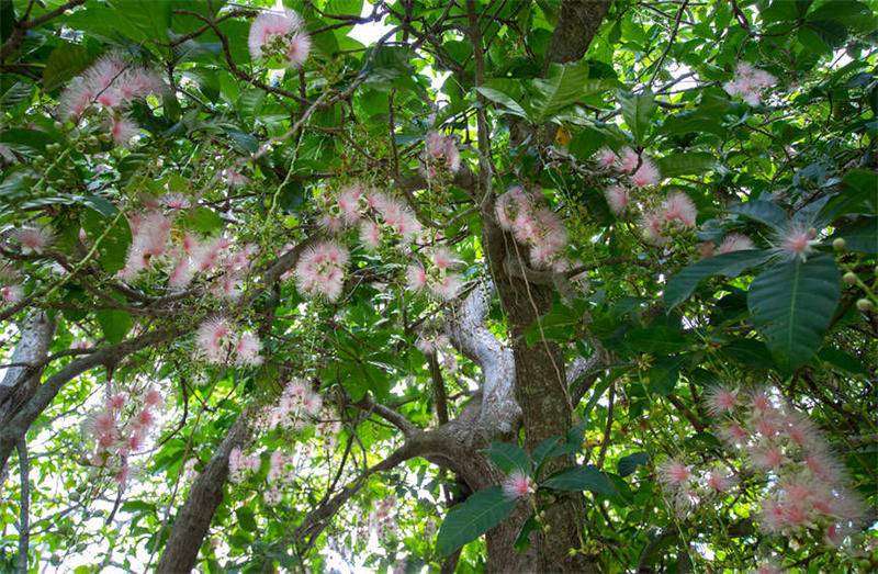 Hainan : les fleurs de barringtonia sont en pleine floraison et parfumées dans le vieux village de Qili
