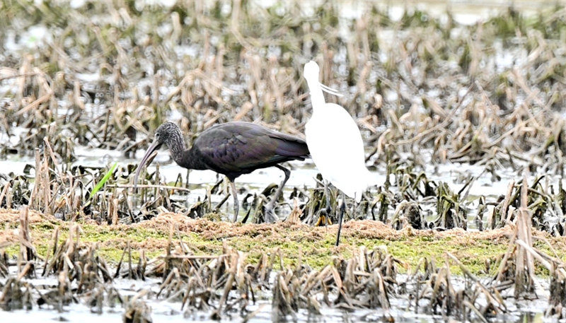 De rares ibis falcinelles repérés dans le Hubei