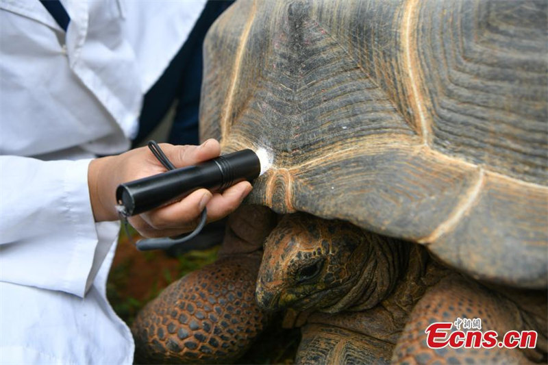 Une tortue géante d'Aldabra passe un examen médical à Kunming