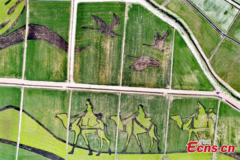 Un grand tableau apparaît dans les rizières du Gansu