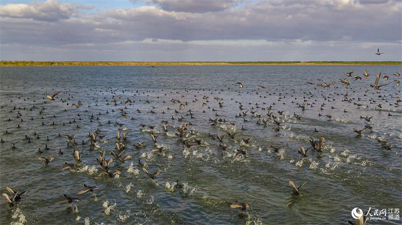 Tiaozini, un paradis pour les oiseaux migrateurs dans l'est de la Chine