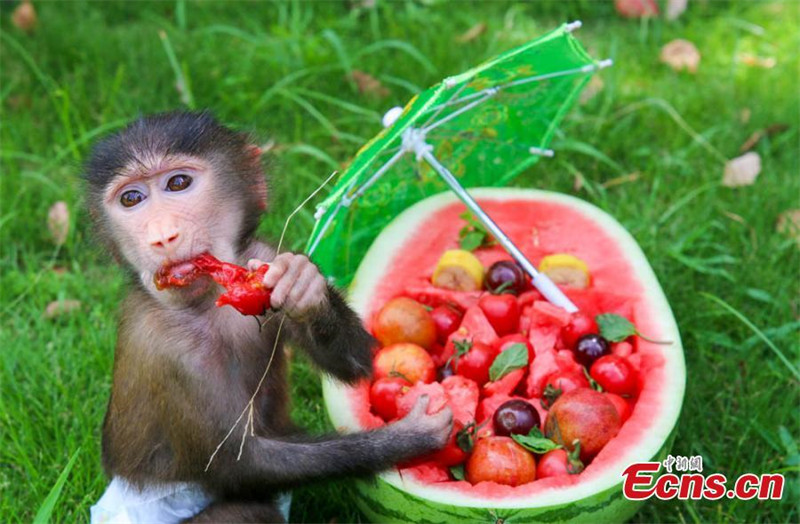 Les animaux d'un parc animalier du Jiangsu profitent de journées d'été « fraîches »