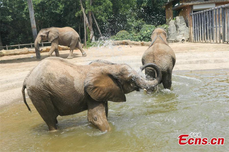 Les animaux d'un parc animalier du Jiangsu profitent de journées d'été « fraîches »