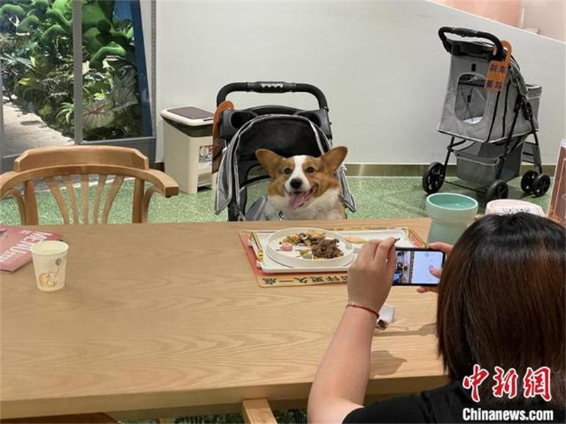 Ouverture d'un premier restaurant pour animaux de compagnie à Shanghai