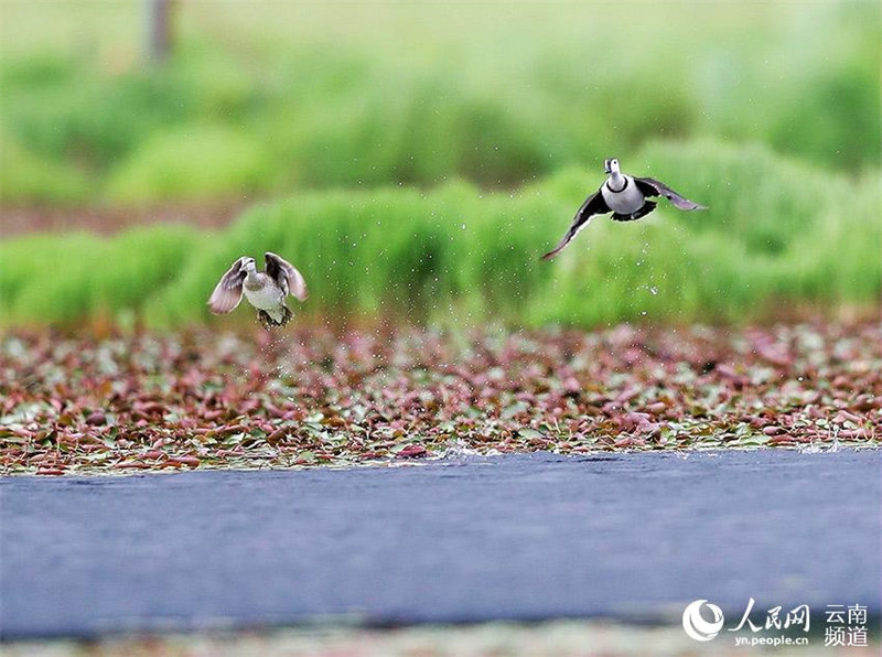 L'anserelle de Coromandel, un des plus petits oiseaux aquatiques du monde, est apparu dans le Yunnan
