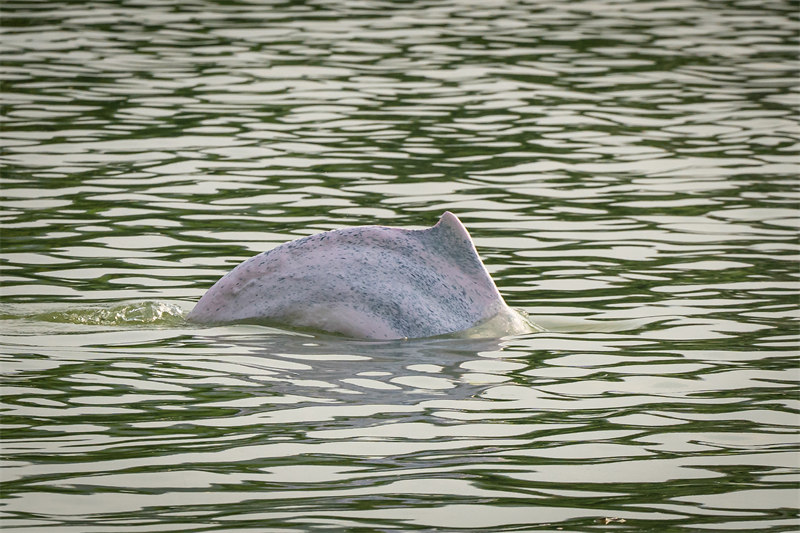 Un dauphin à bosse de l'Indo-Pacifique apparaît dans les eaux de Shunde à Foshan, dans le Guangdong