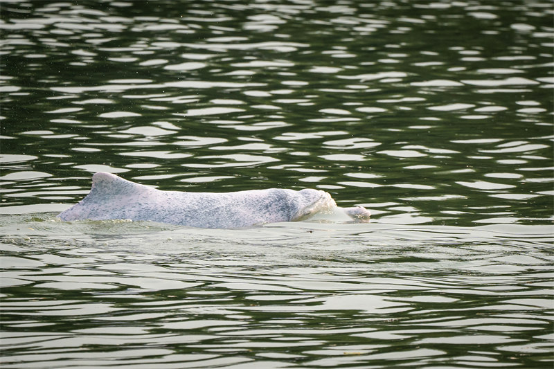 Un dauphin à bosse de l'Indo-Pacifique apparaît dans les eaux de Shunde à Foshan, dans le Guangdong