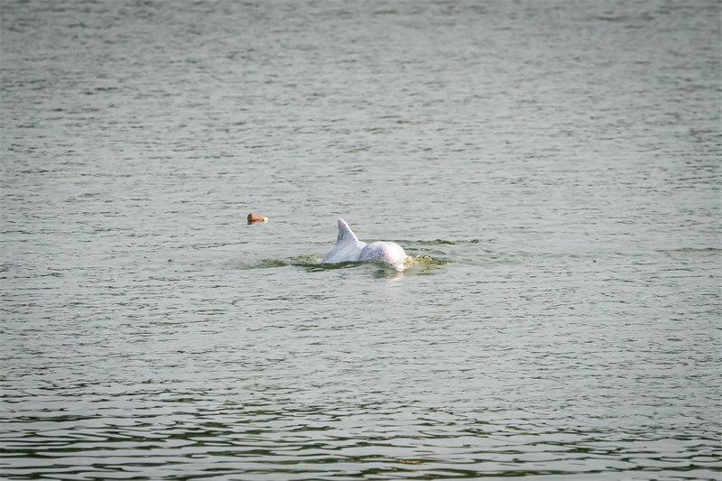 Un dauphin à bosse de l'Indo-Pacifique apparaît dans les eaux de Shunde à Foshan, dans le Guangdong