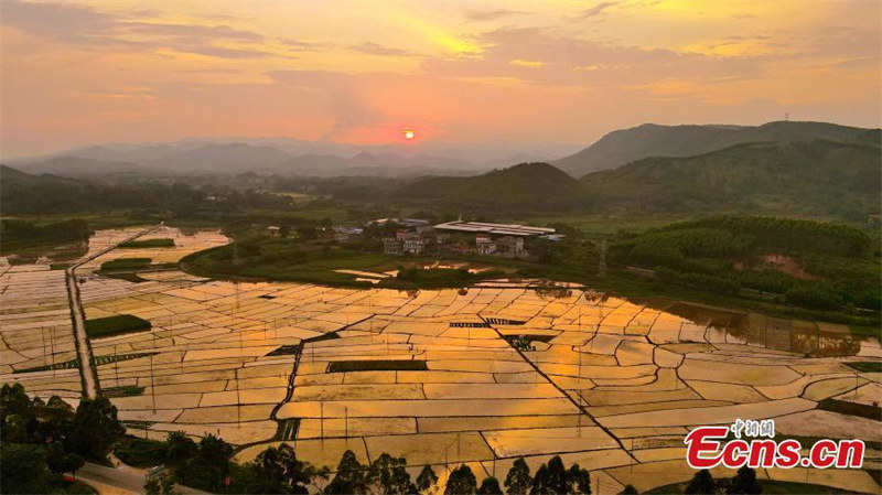 Les magnifiques rizières du Guangxi au crépuscule
