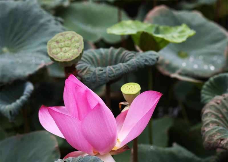 Des fleurs de lotus de graines millénaires s'épanouissent