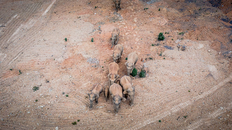 Le groupe d'éléphants voyageurs du Yunnan retrouvé sain et sauf chez lui