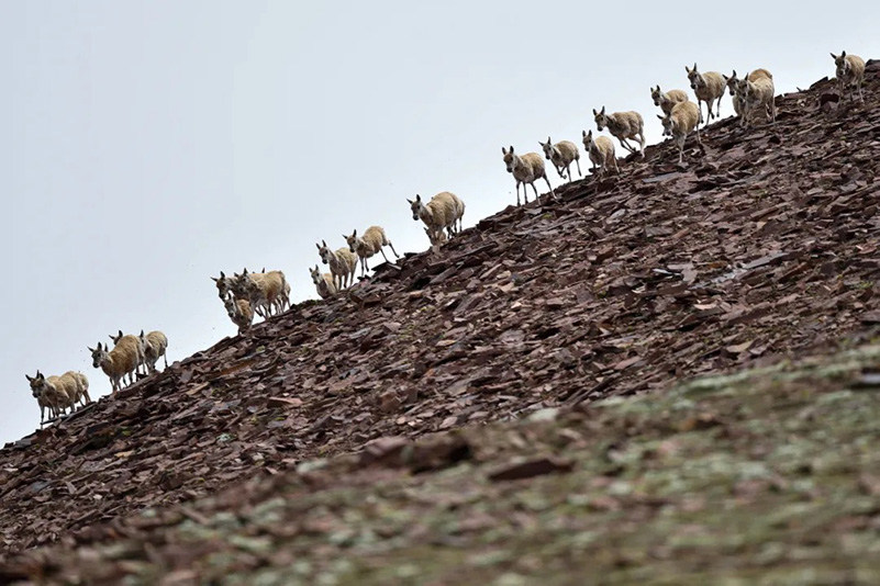 La migration annuelle de rentrée des antilopes du Tibet a commencé
