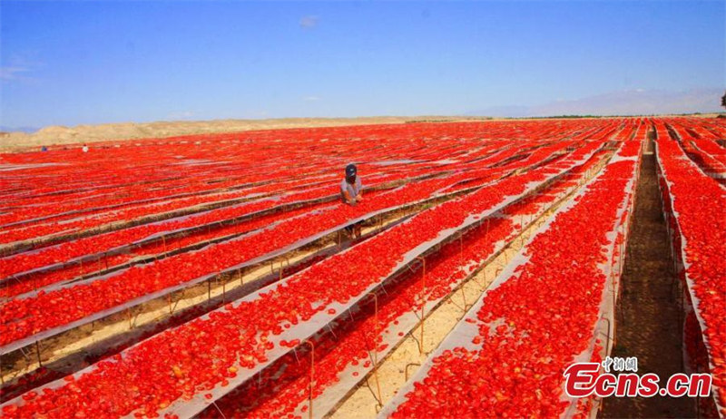 La saison de la récolte des tomates bat son plein dans le Xinjiang