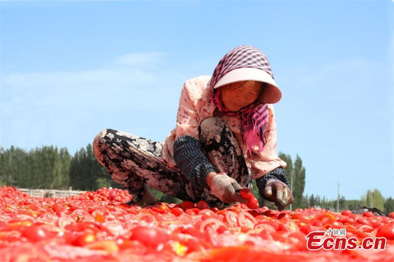 La saison de la récolte des tomates bat son plein dans le Xinjiang