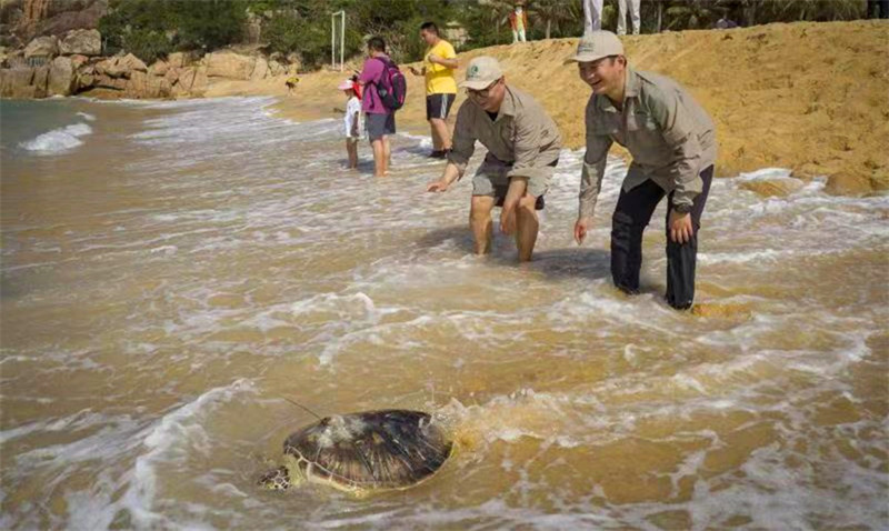 Hainan relâche des tortues marines pour protéger l'océan