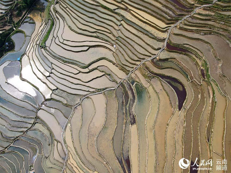 Les terrasses agricoles des Hani du Yunnan, une merveille écologique des quatre éléments