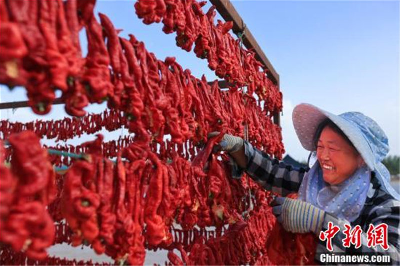 Des agriculteurs heureux après la récolte des piments dans le Xinjiang