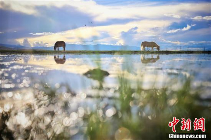 De beaux paysages de plateau créés par la protection écologique du Tibet