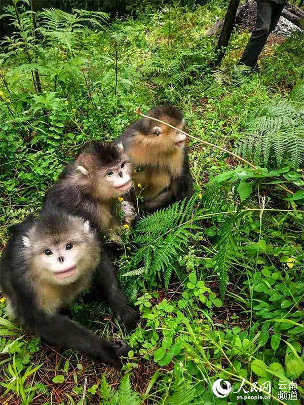 Un singe au nez retroussé du Yunnan est né dans une réserve naturelle du sud-ouest de la Chine