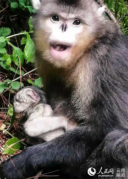 Photo montrant un nouveau-né singe au nez retroussé du Yunnan et sa mère à Xiangguqing dans la réserve naturelle nationale de la montagne enneigée de Baima, dans le comté de Deqin de la province du Yunnan (sud-ouest de la Chine). (Lai Jiandong / Le Quotidien du Peuple en ligne)