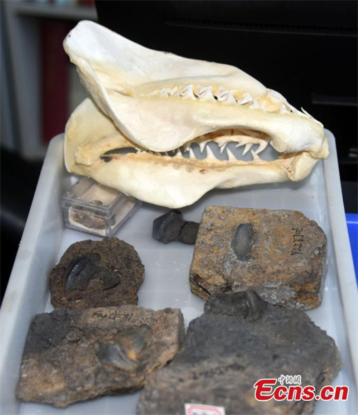 Des fossiles de poissons éteints datant de 290 millions d'années découverts dans le Shanxi