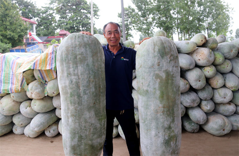 Des agriculteurs du Henan ont cultivé une courge cireuse de 181 kg et se sont progressivement engagés sur la voie de la richesse