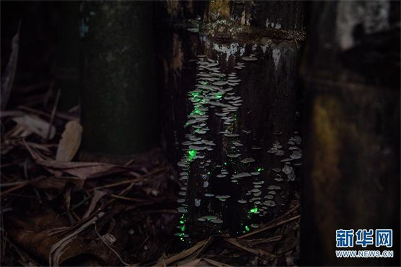 Des champignons émettent une lumière fluorescente dans le Parc botanique tropical de Xishuangbanna, dans le Yunnan