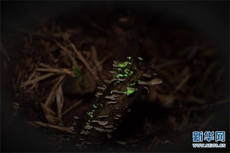 Des champignons émettent une lumière fluorescente dans le Parc botanique tropical de Xishuangbanna, dans le Yunnan