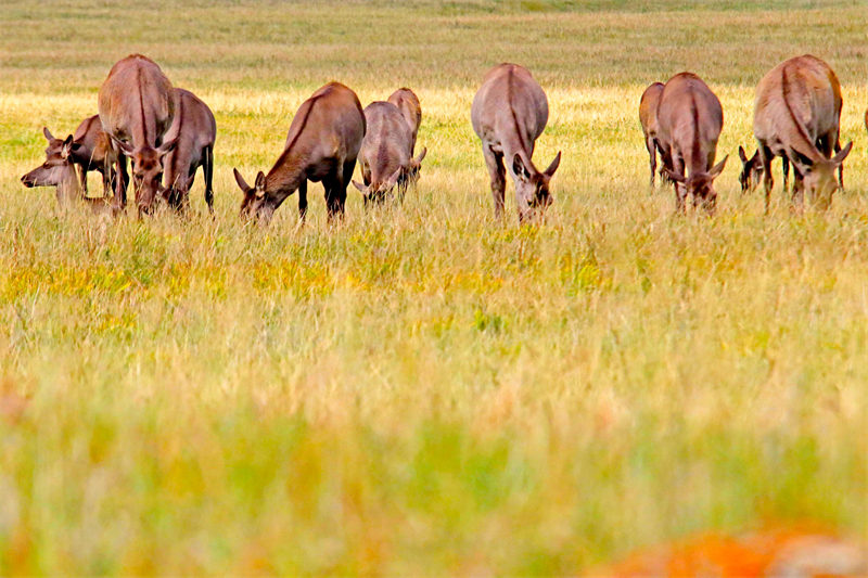 Des prairies luxuriantes et des cerfs élaphes en troupeaux à Hami, dans le Xinjiang