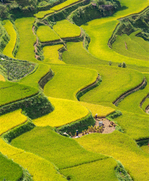 Les champs en terrasse dorés au début de l'automne à Congjiang, dans le Guizhou
